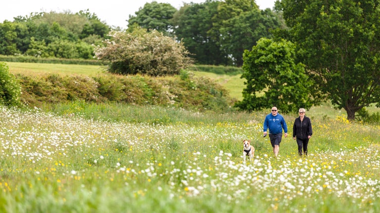 Visitors walking their dog on a path through the wildflower meadows